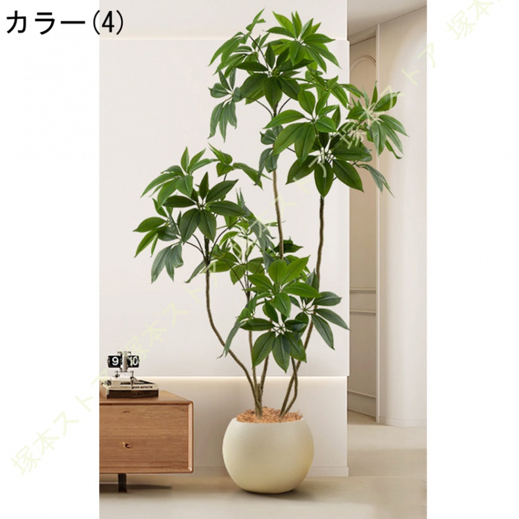 楽天市場】観葉植物シェフレラ斑入りの通販
