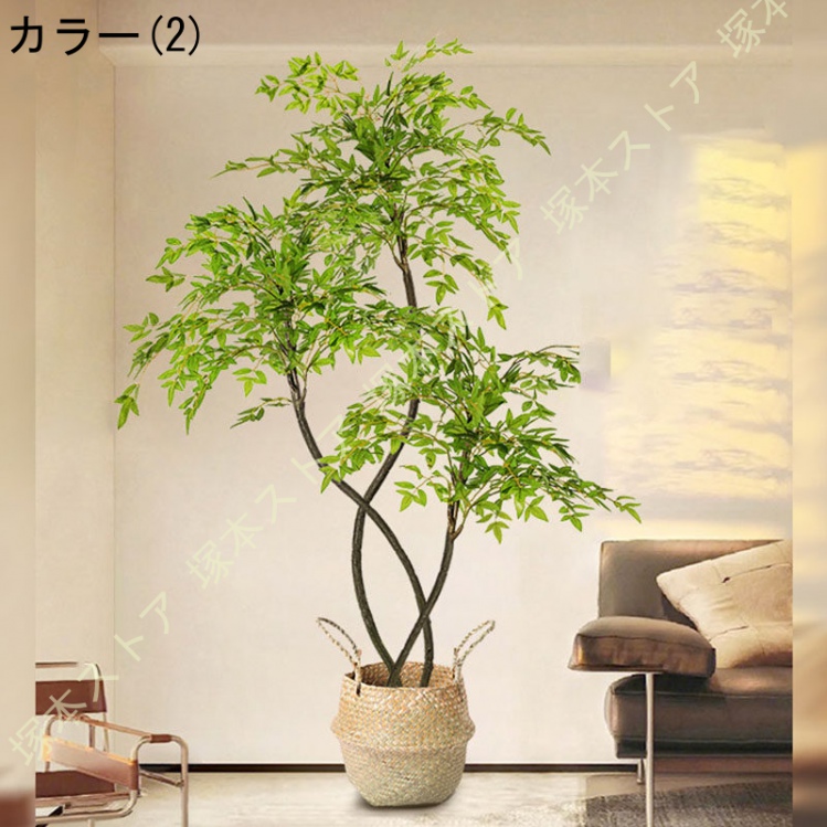 常緑樹　2種セット 楽天市場】斑入り常緑ヤマボウシ 樹高1.4m前後(鉢底から）8号ポット 常緑樹