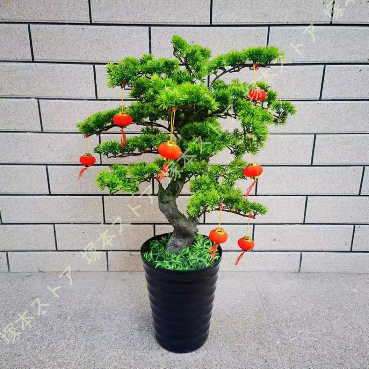 石付き【大阪松】と【黒松】セット 面白い木です❗️❗️ 松のおすすめ人気商品一覧 通販 - Yahoo!ショッピング