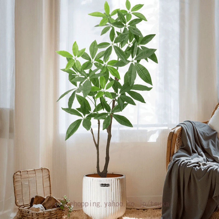 金のなる木（花、ガーデニング）のおすすめ人気商品一覧 通販 - Yahoo