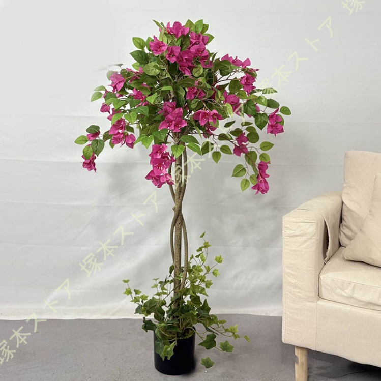 ブーゲンビリア 3点セット Iane‼️ 楽天市場】ブーゲンビリア オレンジ