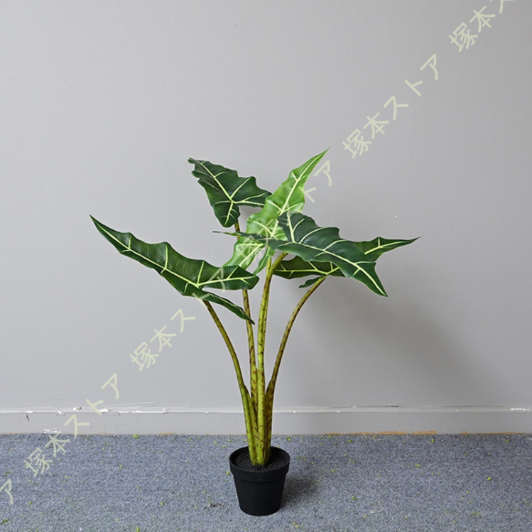 クワズイモのおすすめ人気商品一覧 通販 - Yahoo!ショッピング