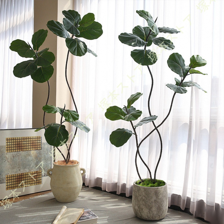 人工観葉植物　フィカスウンベラータ　フェイクグリーン　中古 人工観葉植物 フェイクグリーン 本物そっくり ウンベラータ 大型 幸福