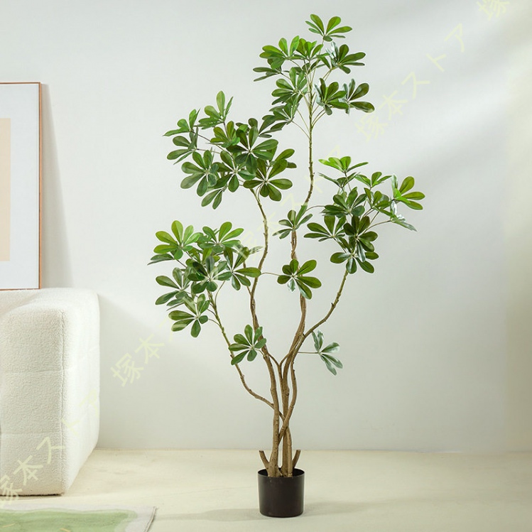 ハワイ 観葉植物のおすすめ人気商品一覧 通販 - Yahoo!ショッピング