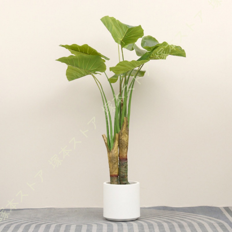 観葉植物 クワズイモ 大型のおすすめ人気商品一覧 通販 - Yahoo
