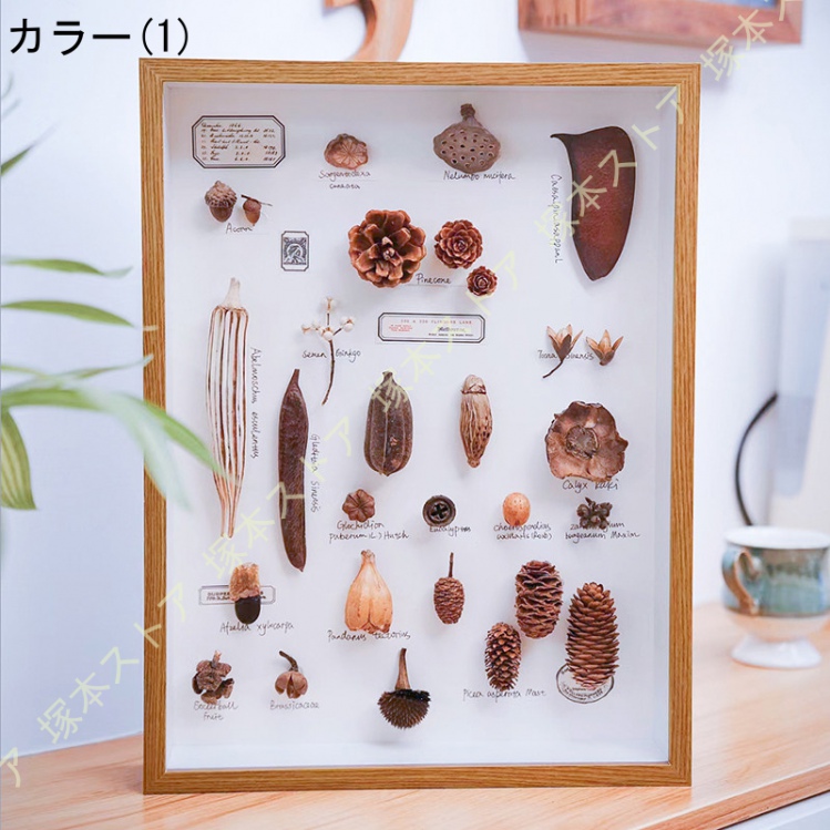 貝殻標本　詰め合わせ⑦ 61rB3L1qywL._UF350,350_QL50_.jpg