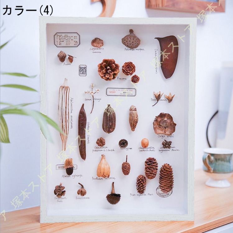 貝殻標本　詰め合わせ⑦ タカセガイ原貝 詰め合わせ（ミックスサイズ）200g～500g程度