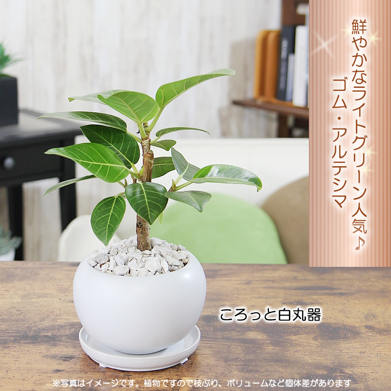 アルテシマ ゴム ライトグリーンの葉が魅力 エコ・プラント 観葉植物 陶器鉢 送料無料 アルテシーマ ゴム プレゼント ギフト｜tsukaguchi｜02