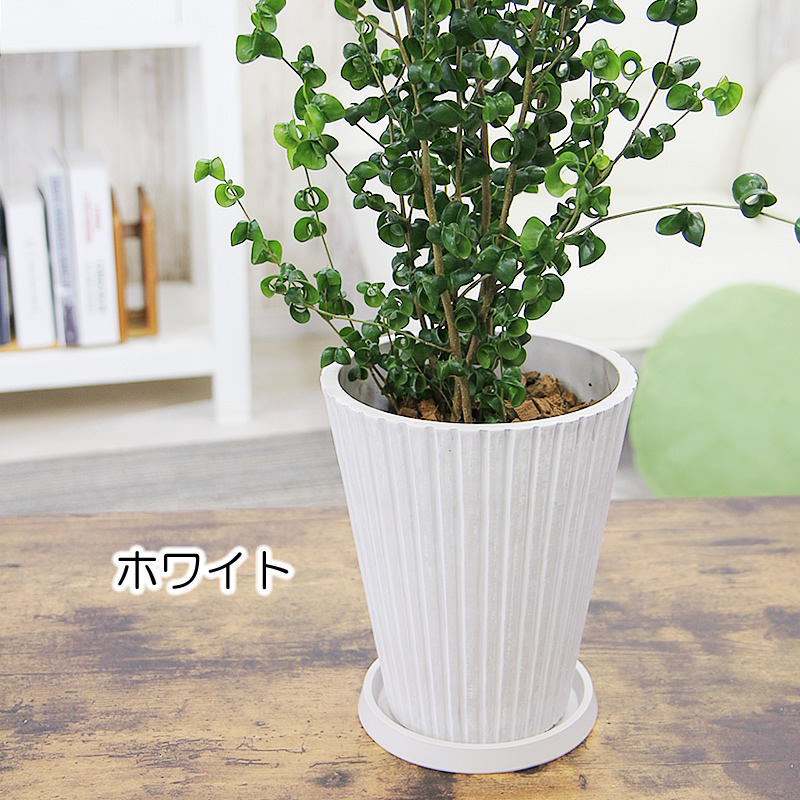 ベンジャミンバロックの商品一覧 通販 - Yahoo!ショッピング 