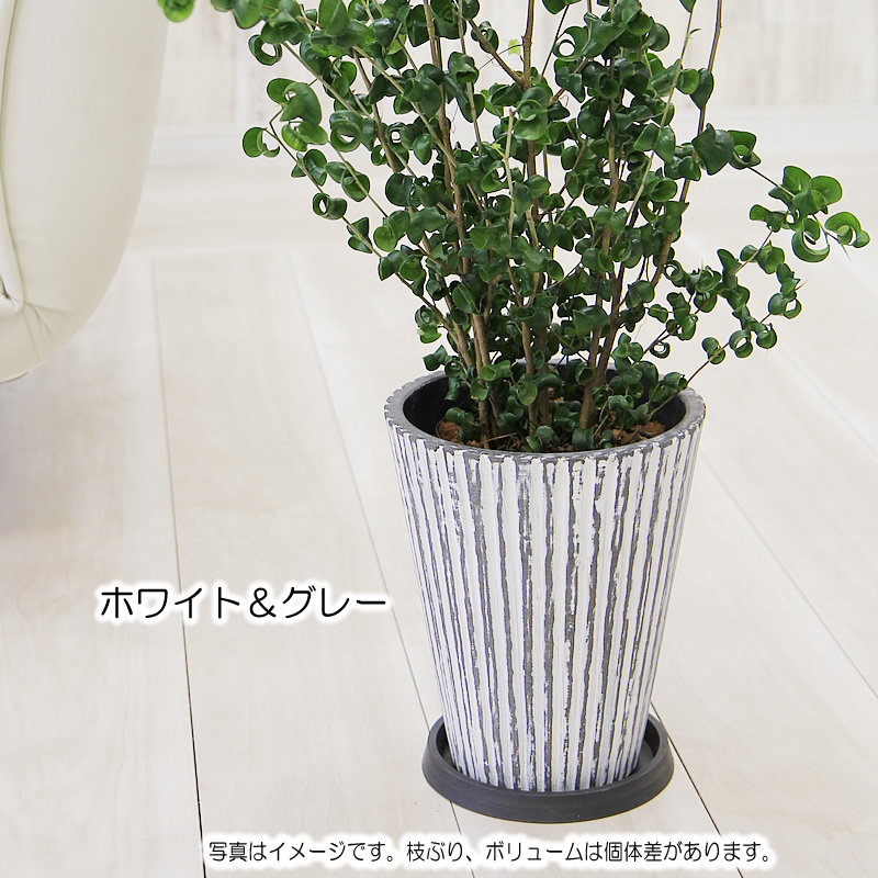 ベンジャミンバロックの商品一覧 通販 - Yahoo!ショッピング 