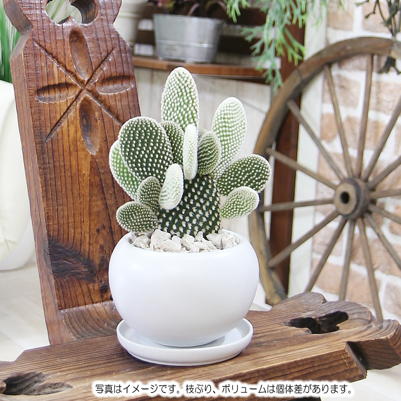 天照太御神　ospグレートホワイトシャーク2鉢 bunnywhite2.jpg