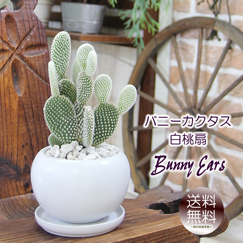 bunnywhite5483.jpg