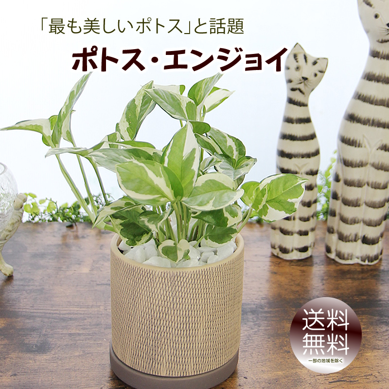 ポトス エンジョイ アミ模様丸陶器 鉢 観葉植物 プレゼント ギフト