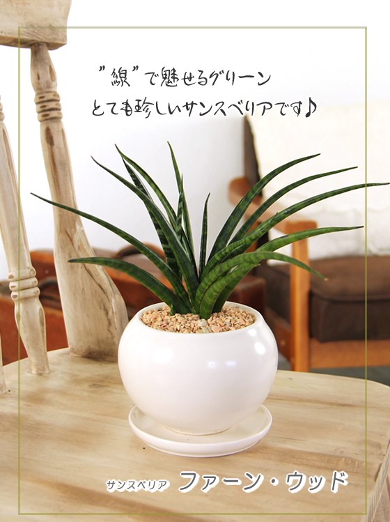 サンスベリア サンセベリア ファーンウッド 白丸器 珍しい品種 観葉植物 プレゼント ギフト 送料無料