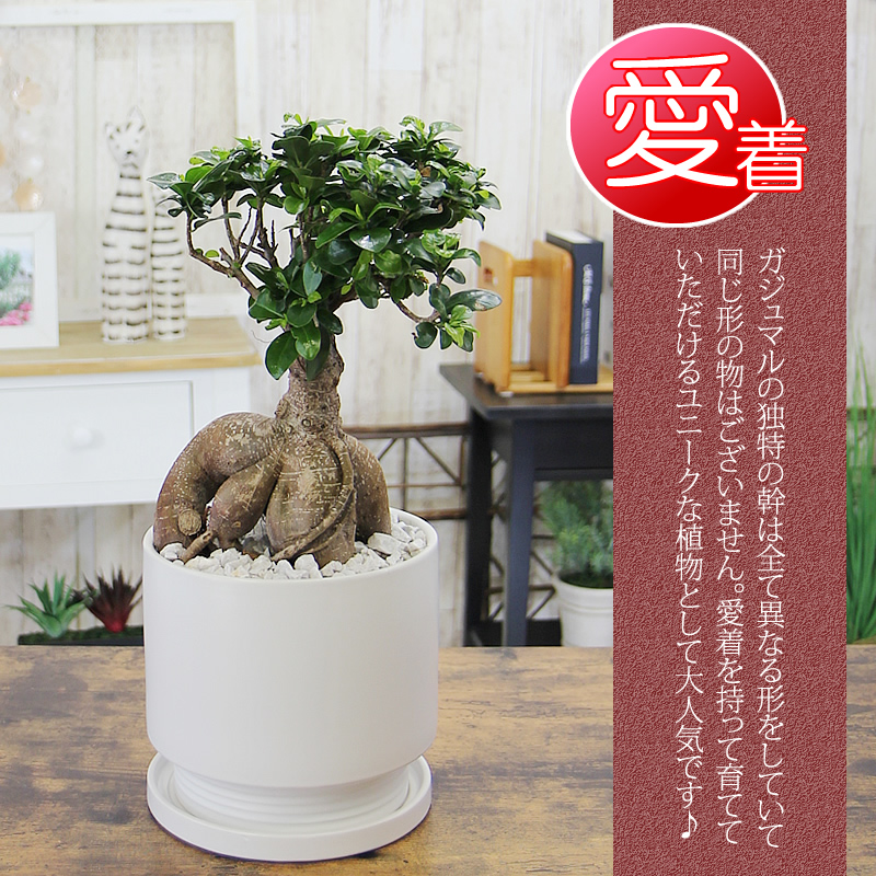 大サイズ ガジュマル 観葉植物 ガジュマルの木 幸福をもたらす精霊が