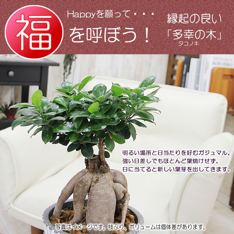 大サイズ ガジュマル 観葉植物 ガジュマルの木 幸福をもたらす