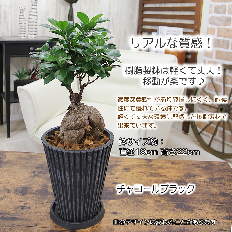 ガジュマル 昇り龍のおすすめ人気商品一覧 通販 - Yahoo!ショッピング