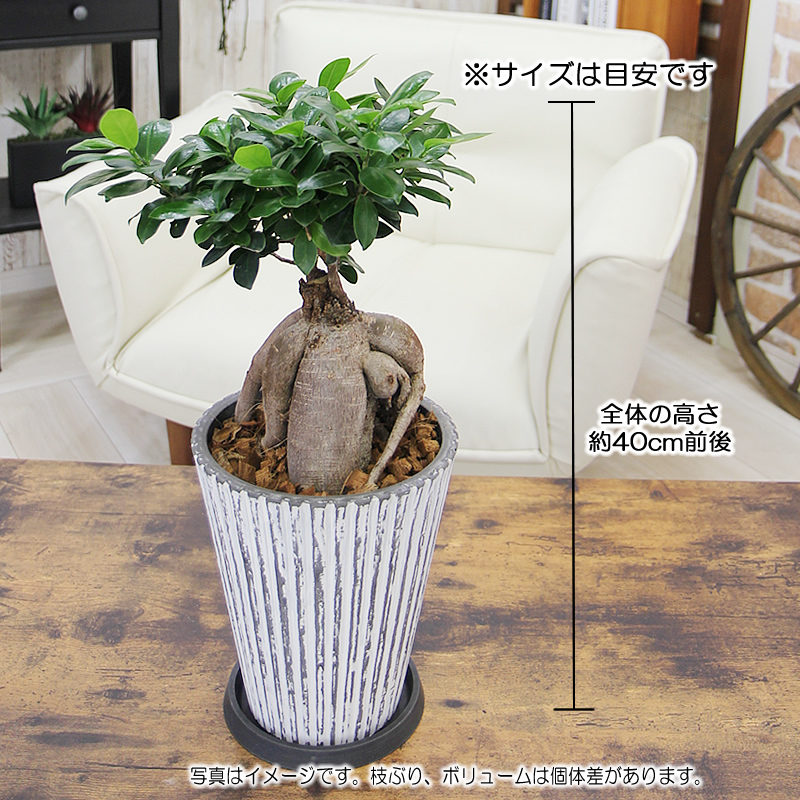 特大　人参ガジュマル レア　多幸の木 大サイズ ガジュマル 観葉植物 ガジュマルの木 幸福をもたらす