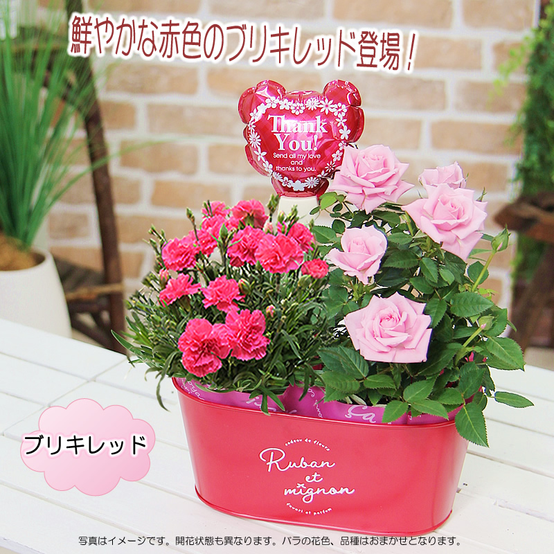 母の日 2024 鉢植え カーネーション 花 プレゼント ギフト 花鉢 送料無料 カーネーション と...