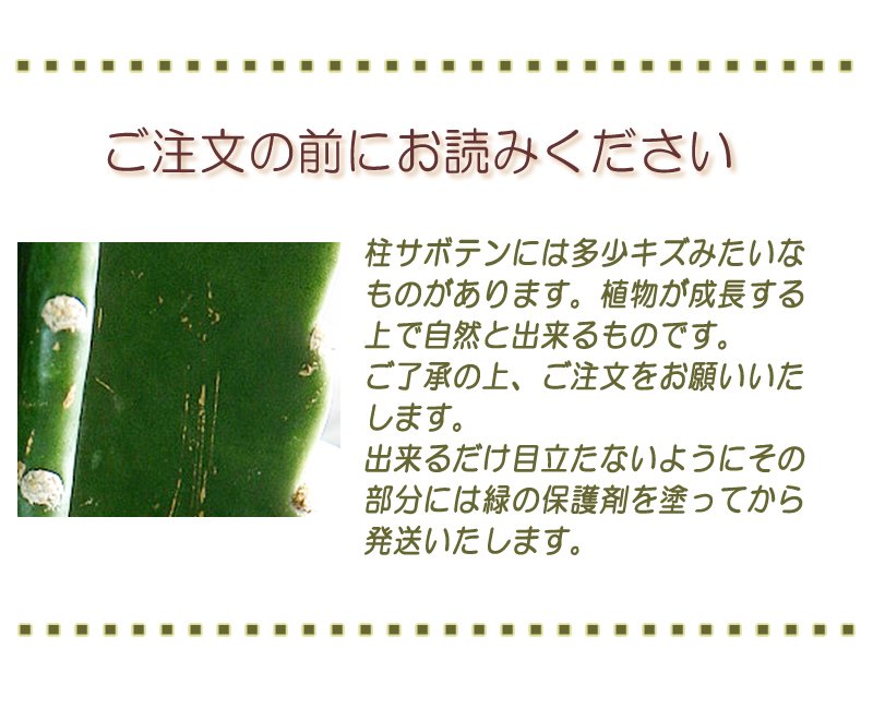 サボテン様 リクエスト 4点 まとめ商品