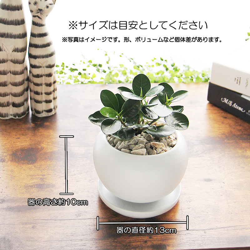 パンダガジュマル 白丸陶器鉢 観葉植物 送料無料 プレゼント ギフト