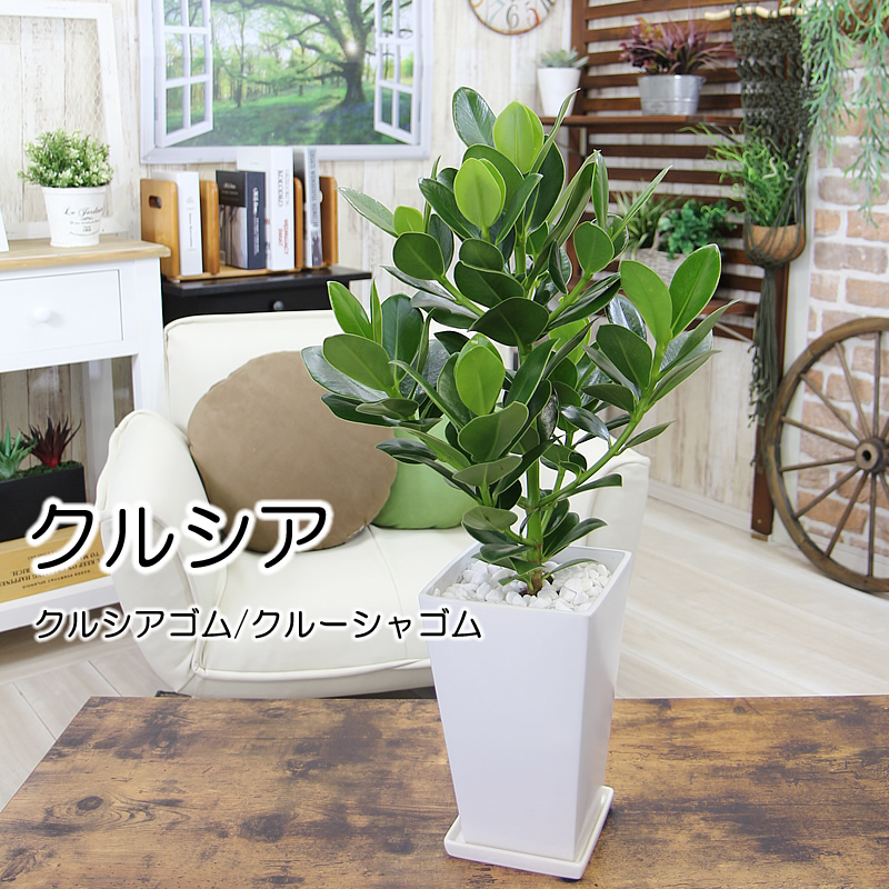 選べる観葉植物10種類 おしゃれな陶器鉢入り 卓上ミニサイズ 陶器受け皿付 観葉植物 小型 おしゃれ インテリア ギフト 祝い 開店 誕生日 新築 プレゼント ラッピング パキラと観葉植物専門店 Marubun はなどんやアソシエ日限定10 Covent シュガーラインポットｌ Pl 02