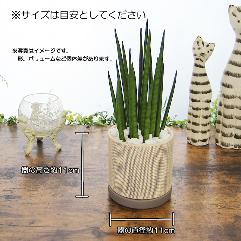 サンスベリア サンセベリア バキュラリスミカド アミ模様丸陶器鉢 観葉