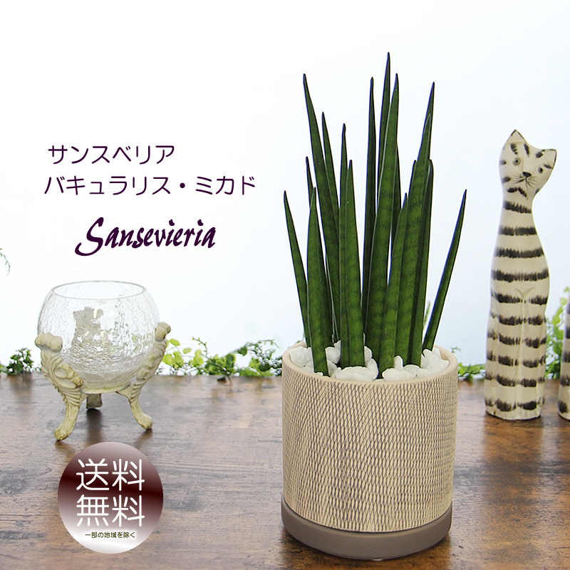 mikadshirin8913.jpg