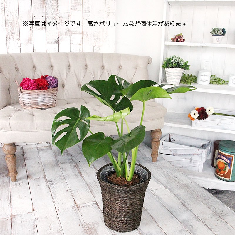 人口観葉植物　モンステラ　6号鉢カバー付き モンステラ 6号 鉢カバー付き 大きな葉で人気 観葉植物 送料無料