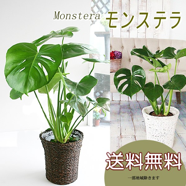 モンステラ 6号 鉢カバー付き 大きな葉で人気 観葉植物 送料無料