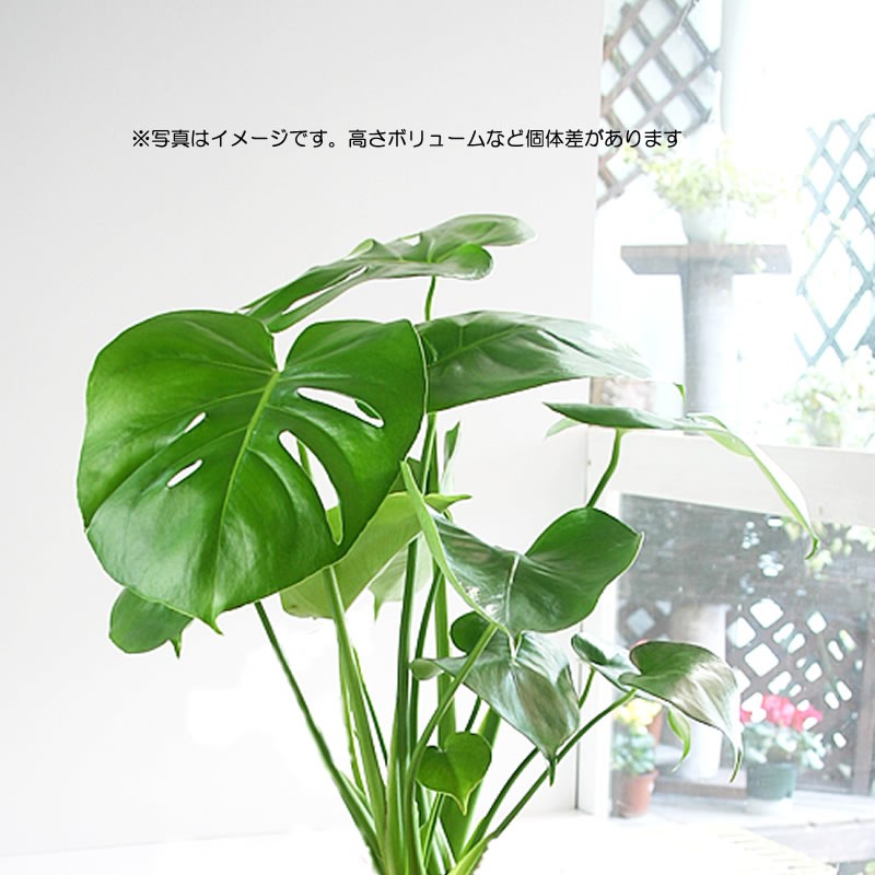 モンステラ 大きな葉はアジアンで人気 送料無料 6号 観葉植物