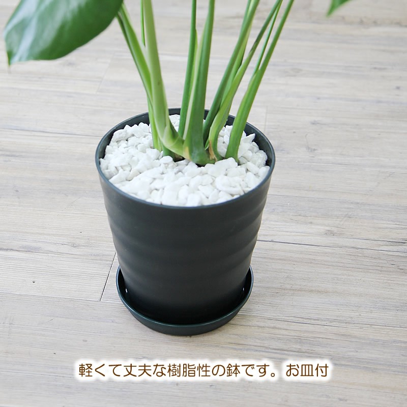 モンステラ 大きな葉はアジアンで人気 送料無料 6号 観葉植物