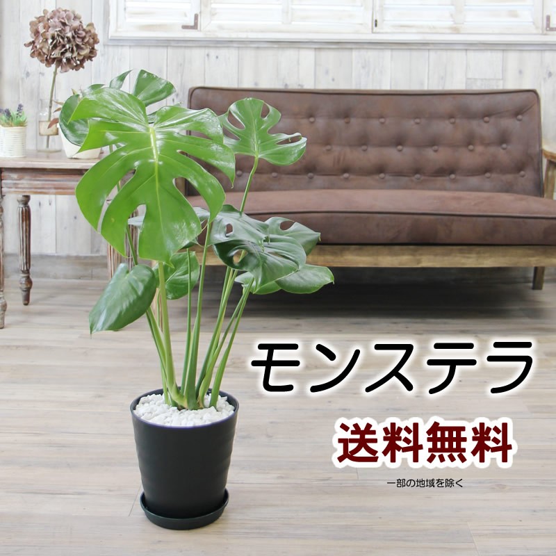 モンステラ 観葉植物 大きな葉　中型 モンステラ 大きな葉はアジアンで人気 送料無料 6号 観葉植物
