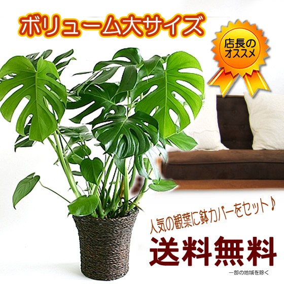 ストライプ プラ鉢付き 観葉植物】モンステラ(7号 モンステラ　セット⑦ ホワイト) ニトリ | モンステラ・ポトス