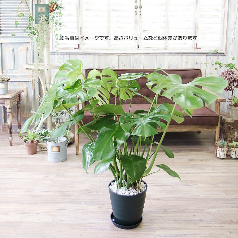 直接引き取り限定☆さいたま市　モンステラ 観葉植物 　大株 観葉植物 モンステラ 8号 鉢 ボリュームサイズ 開店祝い 移転祝い