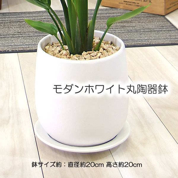 【B級品/大型観葉植物】迫力のある切れ込み葉が魅力♪モンステラ 9号鉢 陶器鉢 モンステラ 陶器鉢 大きな葉で人気 観葉植物 プレゼント ギフト 送料