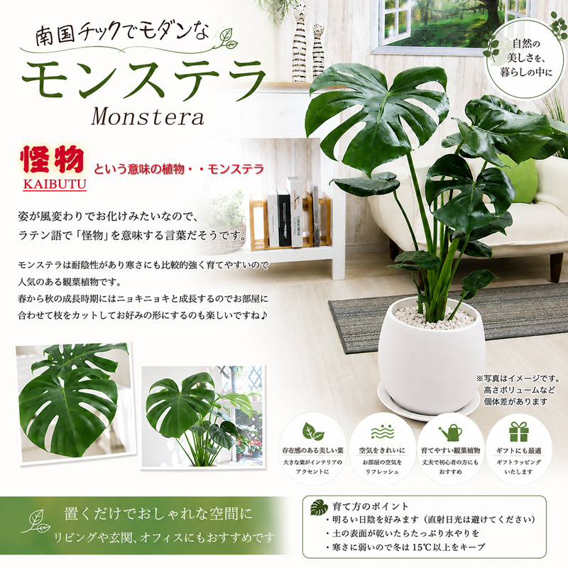 モンステラ 陶器鉢 大きな葉で人気 観葉植物 プレゼント ギフト 送料