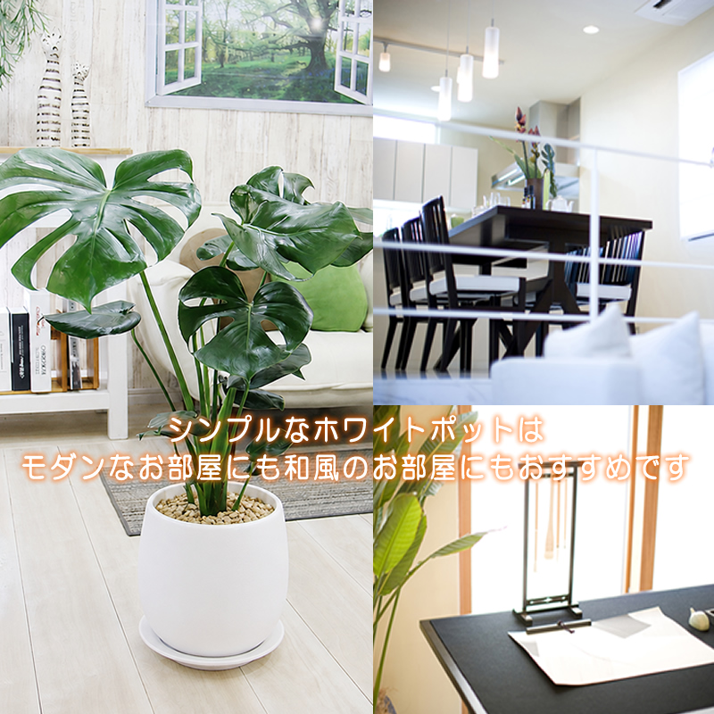 モンステラ 陶器鉢 大きな葉で人気 観葉植物 プレゼント ギフト 送料