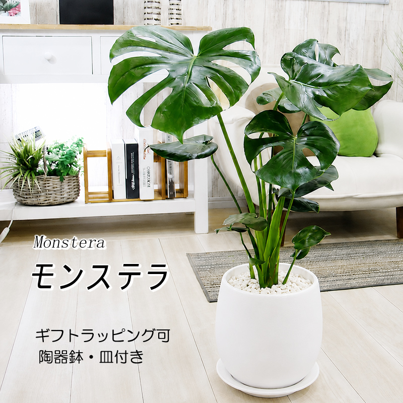 モンステラ 大株 約100cm 美しい切れ込み 観葉植物 鉢ごと発送 モンステラ 陶器 鉢 大きな葉で人気 観葉植物 プレゼント ギフト 送料
