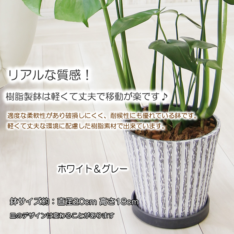 モンステラ アンティーク樹脂製鉢 大きな葉で人気 観葉植物 プレゼント