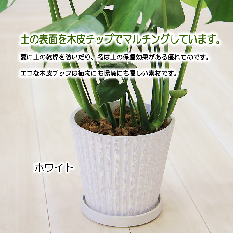 モンステラ アンティーク樹脂製鉢 大きな葉で人気 観葉植物 プレゼント