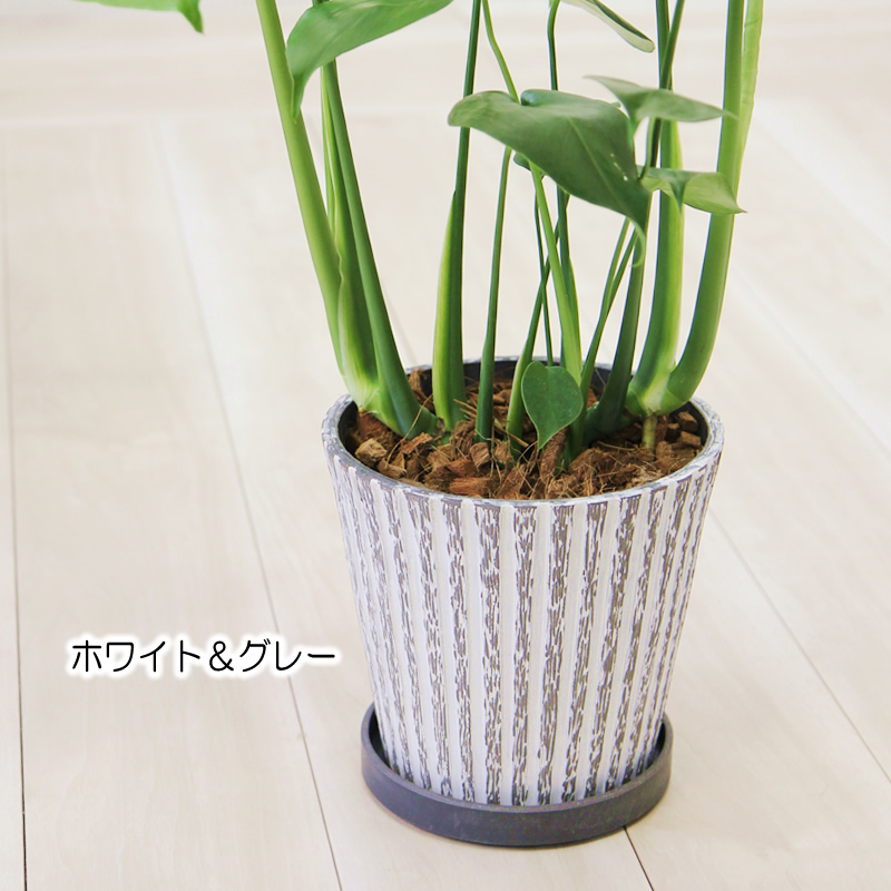 モンステラ アンティーク樹脂製鉢 大きな葉で人気 観葉植物 プレゼント
