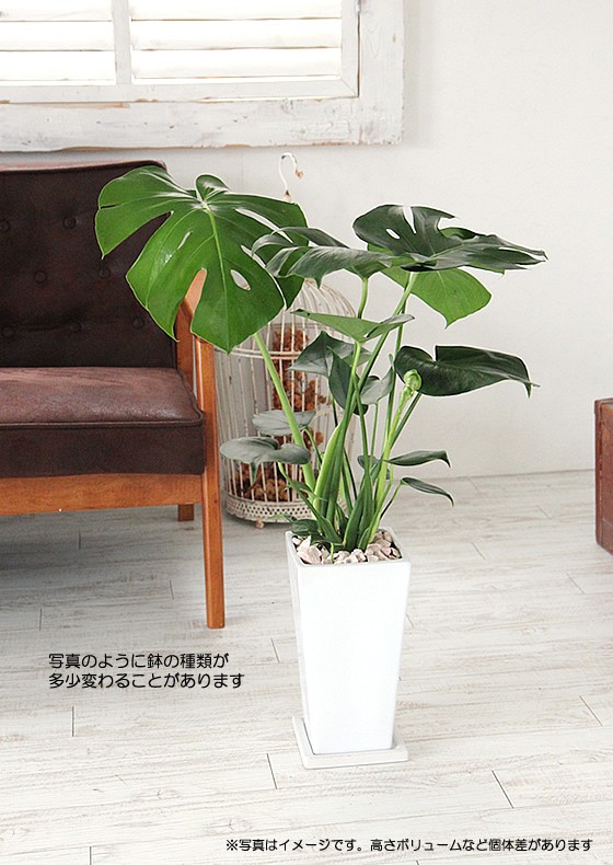 モンステラ 陶器鉢 大きな葉で人気 観葉植物 プレゼント ギフト 送料