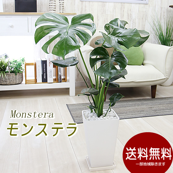 モンステラ 大きい 白鉢付き モンステラ 陶器鉢 大きな葉で人気 観葉植物 プレゼント ギフト 送料