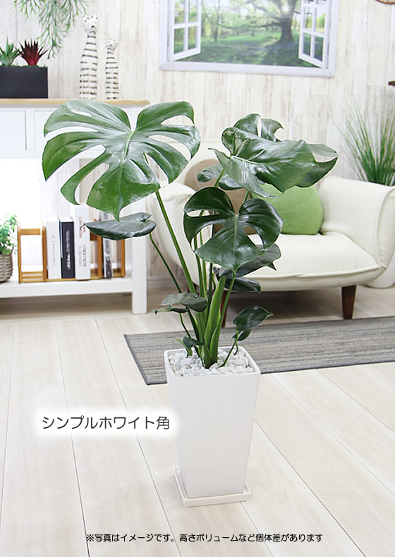 モンステラ 陶器鉢 大きな葉で人気 観葉植物 プレゼント ギフト 送料