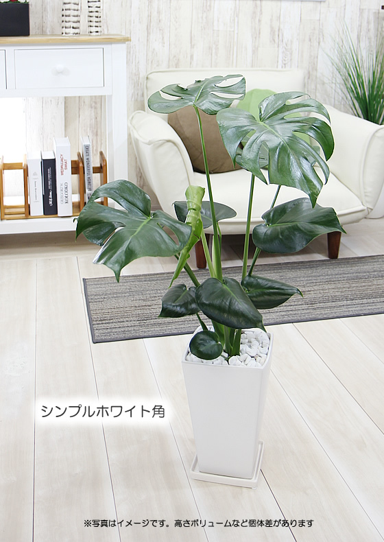 モンステラ 陶器鉢 大きな葉で人気 観葉植物 プレゼント ギフト 送料