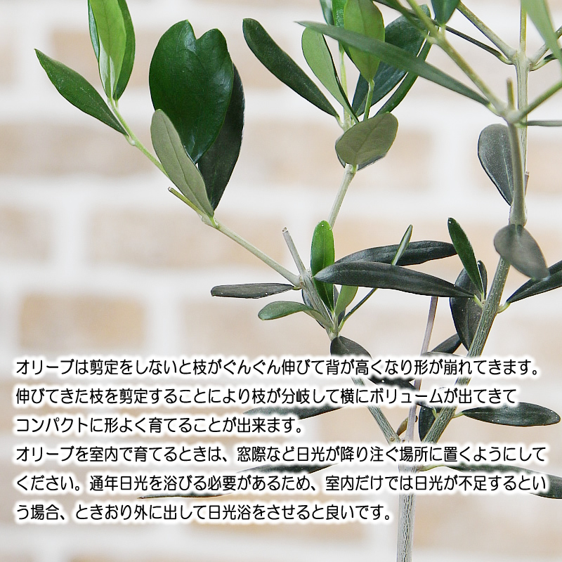 オリーブの木 陶器鉢 観葉植物 送料無料 プレゼント ギフト 新築祝い