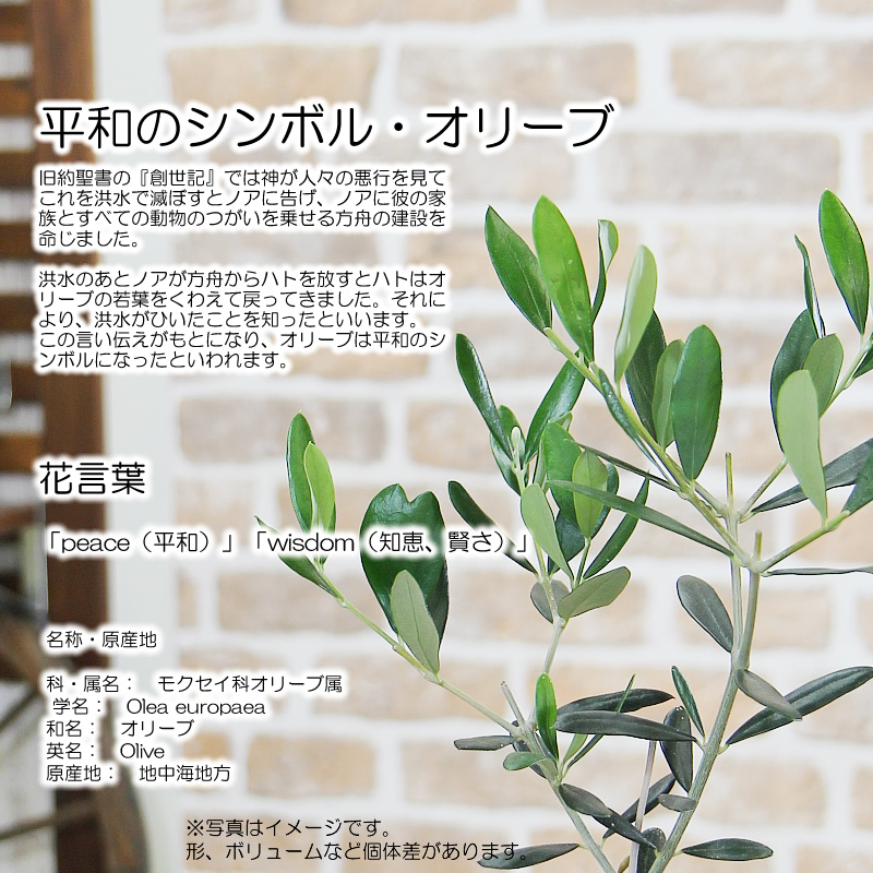 オリーブの木 陶器鉢 観葉植物 父の日 プレゼント ギフト 新築祝い