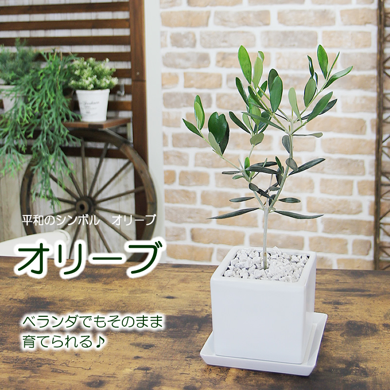 オリーブの木 陶器鉢　観葉植物 送料無料 プレゼント ギフト 新築祝い 引越し祝い 開店祝い 誕生日 お祝い 結婚記念日 結婚祝い