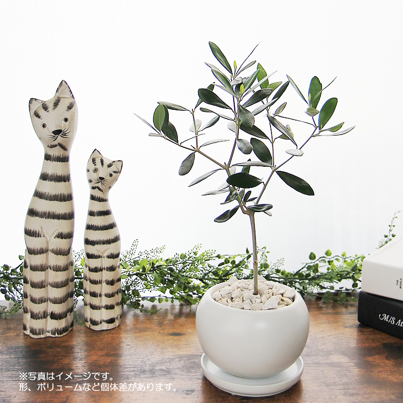 オリーブの木 陶器鉢 観葉植物 父の日 プレゼント ギフト 新築祝い